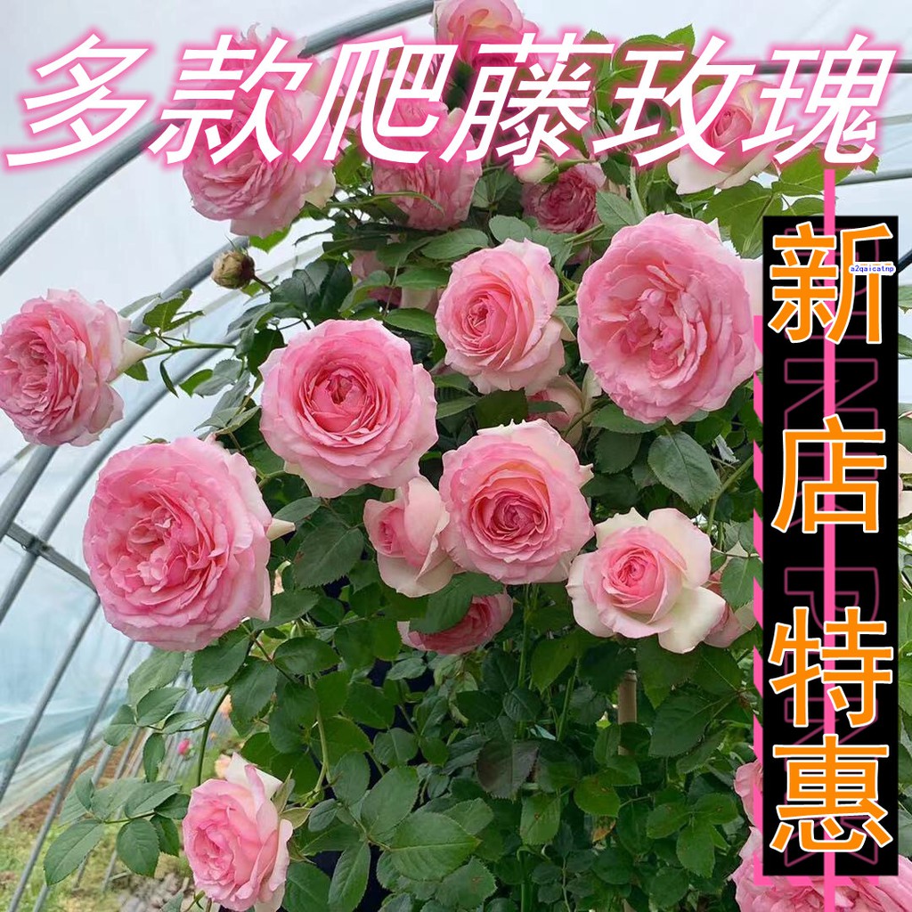 薔薇花苗 優惠推薦 21年11月 蝦皮購物台灣