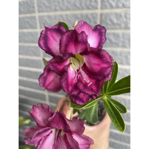 沙漠玫瑰 重瓣紫品種 現貨