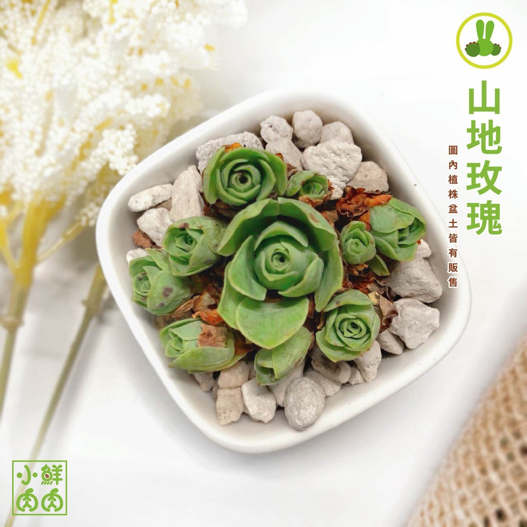 价格从 195 06 山地玫瑰種子綜 Best Price Products