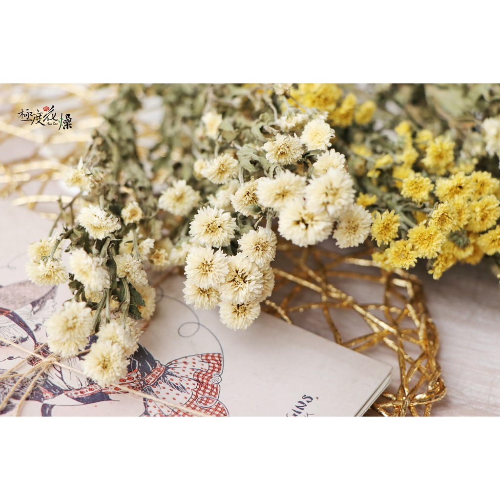 法國小菊法小菊 極度花燥 菊花蠟菊麥桿菊乾燥花不凋花永生花花材手作花束情人節 蝦皮購物