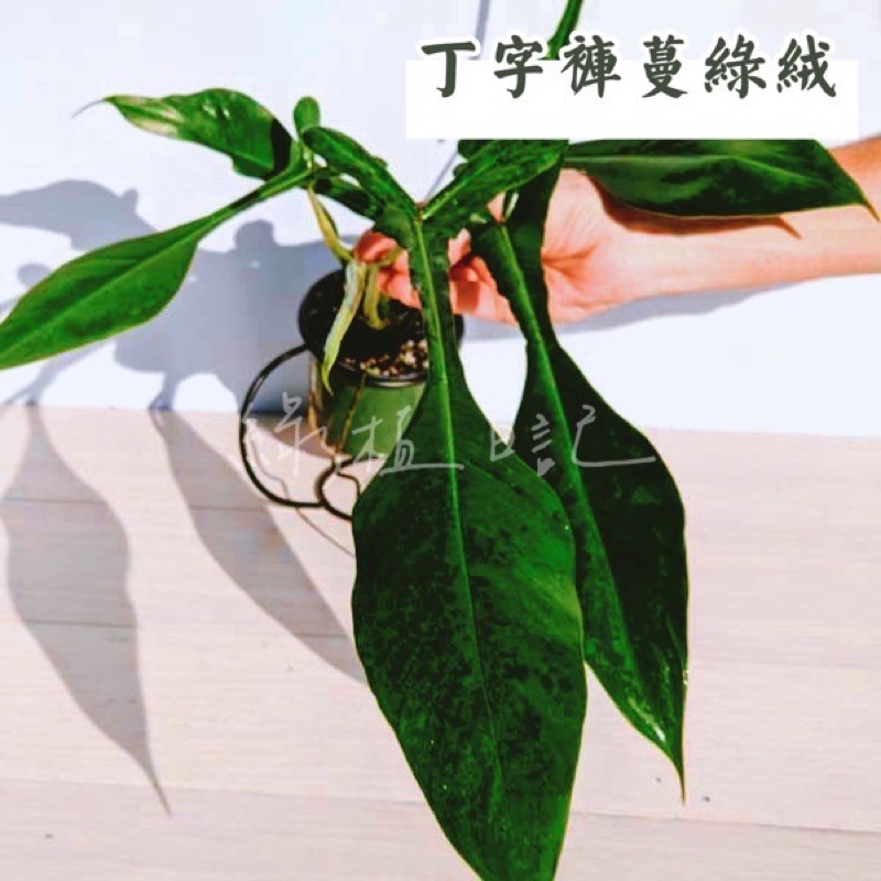 ｜綠植日記｜丁字褲蔓綠絨/Philodendron joepii x sib/觀葉植物