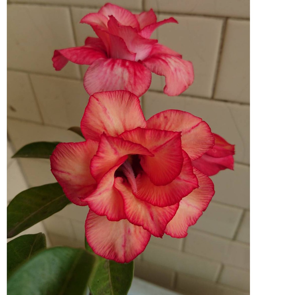 雙色嫁接沙漠玫瑰 多肉植物 重瓣沙漠玫瑰 白色 夕陽色 雙色嫁接沙漠玫瑰 蝦皮購物