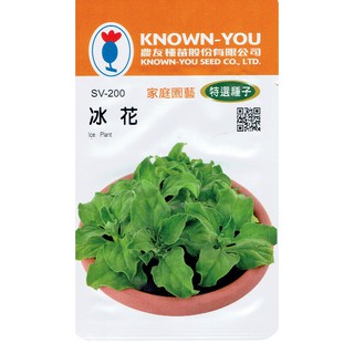 尋花趣 冰花(Ice Plant) 農友種苗特選種子 水晶冰花