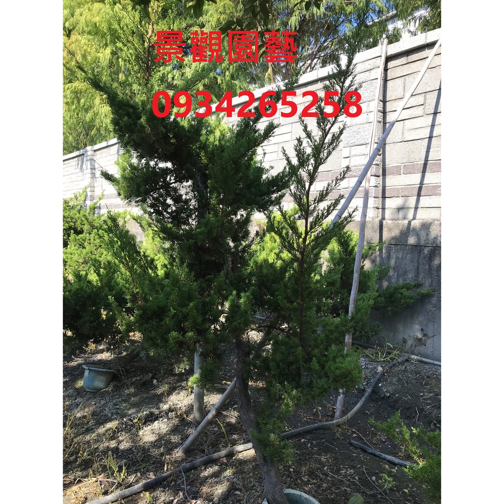 真柏(另有樹葡萄.桂花.黑木.紫檀.羅漢松.九重葛)歡迎園藝.建設造景.營造.互相交流批發