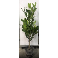 花囍園_喬木觀賞植物—福木苗--藤黃科~樹姿優美/8吋袋高約3尺/特價450(無法超取)