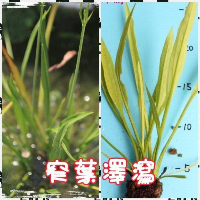 水畝田 窄葉澤瀉 原生 挺水 水生植物 水草 Diy 盆栽素材 蝦皮購物