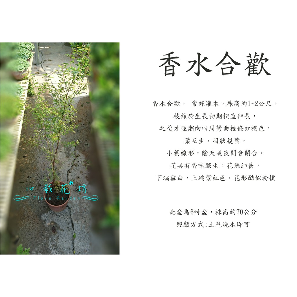 心栽花坊 香水合歡 香水粉撲 6吋 開花植物 木本植物 香花植物 售價140特價1 蝦皮購物