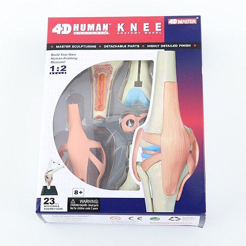 4D MASTER Human模型/ 膝蓋/ 626002 eslite誠品