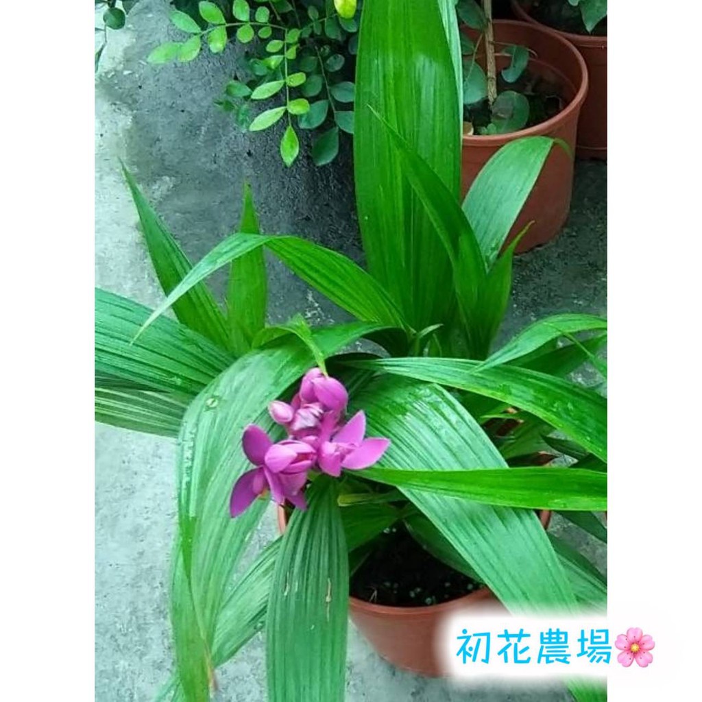 初花農場2店 紫蘭 5吋盆 觀花植物 定價160特價130 蝦皮購物