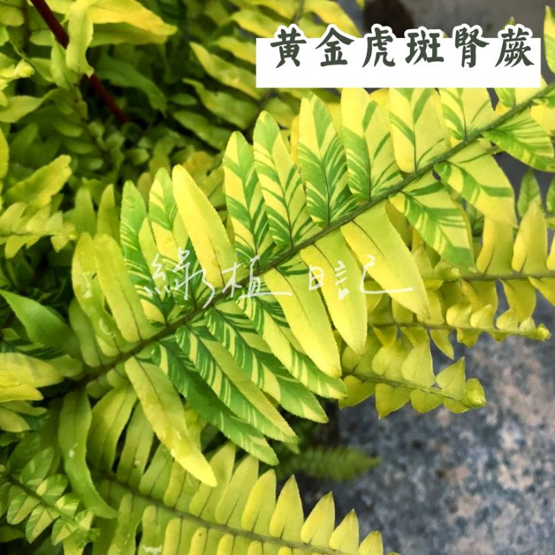 | 綠植日記 | 黃金虎斑腎蕨/斑葉腎蕨/黃金虎蕨/觀葉植物/5吋