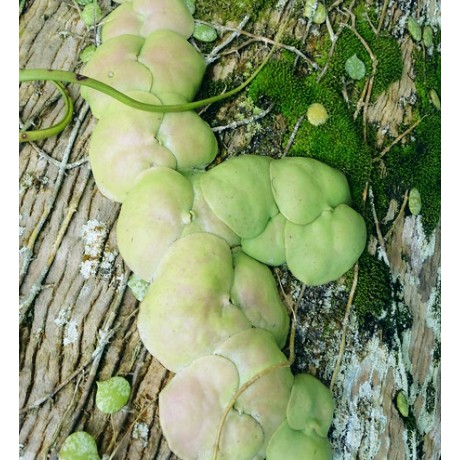 觀葉植物稀有植物爬藤植物蘿藦科風不動屬dischidia Platyphylla 寬葉樹眼蓮 蝦皮購物