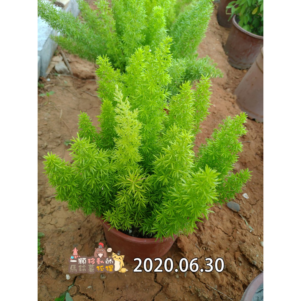 5吋狐尾竹多肉植物 蝦皮購物