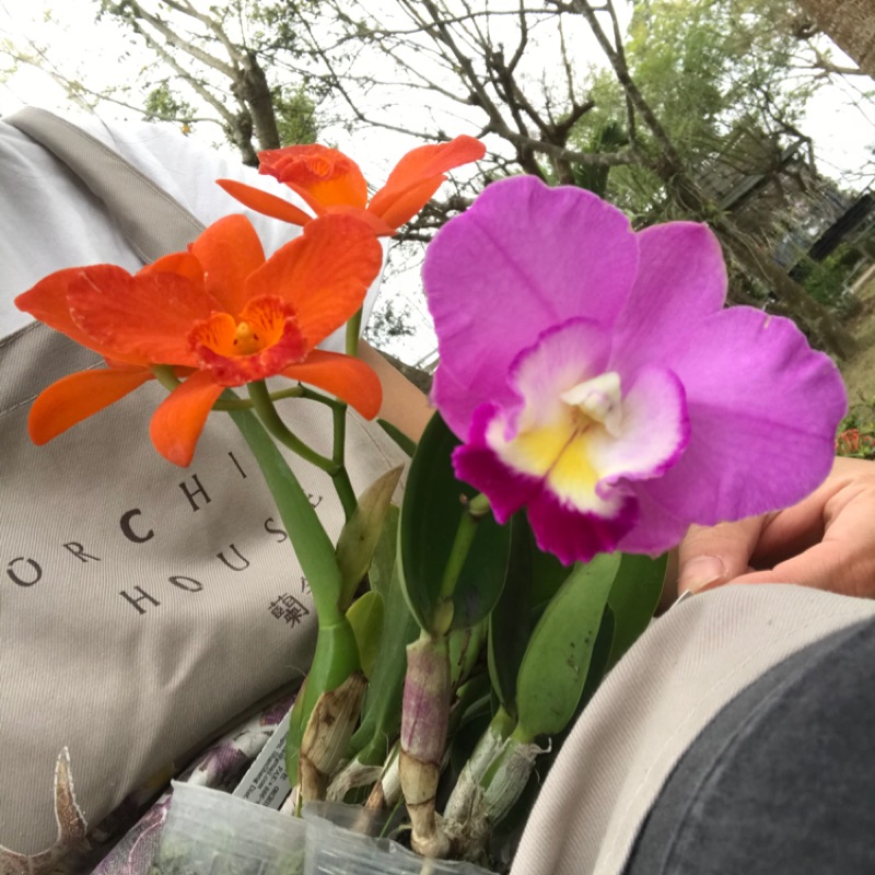 賣花小女孩Cattleya 迷你嘉德麗雅蘭 2.5吋（1月開花中）