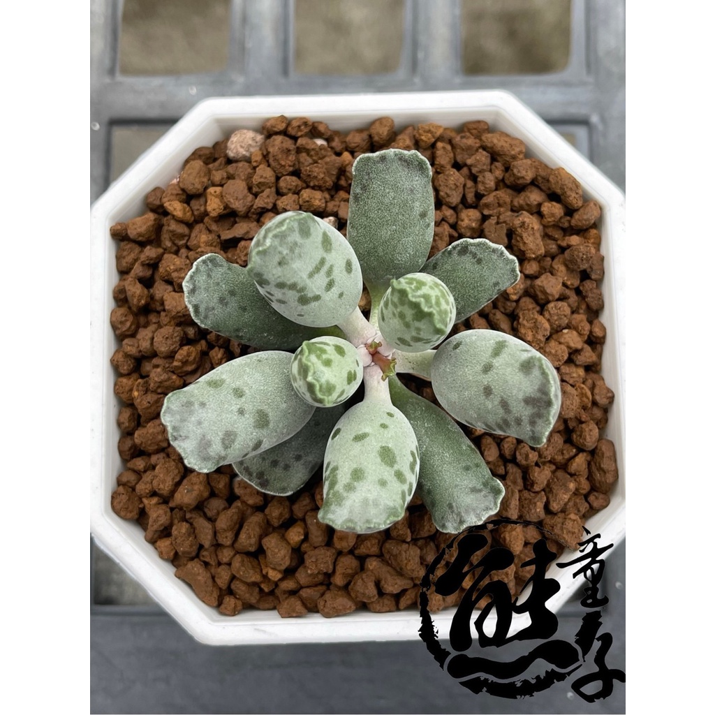 多肉植物熊童子 海豹天章多肉植物天章 蝦皮購物