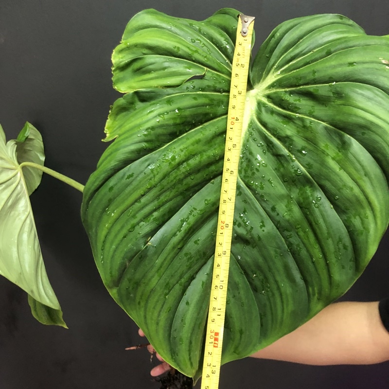 大麥克蔓綠絨 Philodendron McDowell