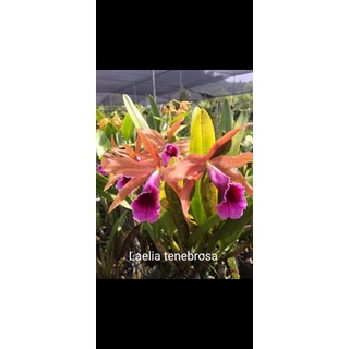 上賓蘭園 原生種 嘉德 Laelia tenebrosa 卡特 花香