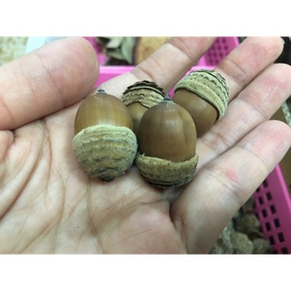 刺河魨種子手作 簡約麻繩款雙森氏櫟鑰匙圈 真摯的陪伴 蝦皮購物