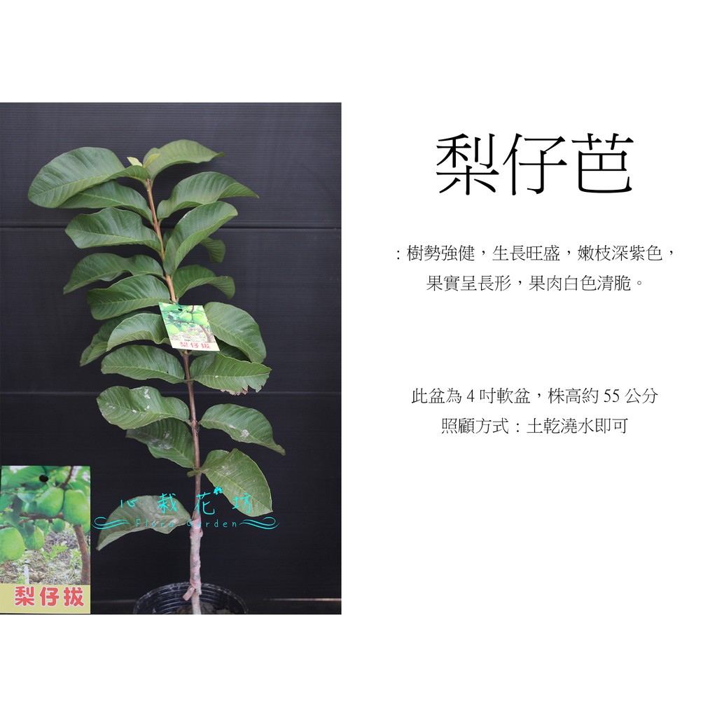 心栽花坊-梨仔拔/超取易折損/梨仔芭樂/4吋/嫁接苗/芭樂品種/售價160特價140