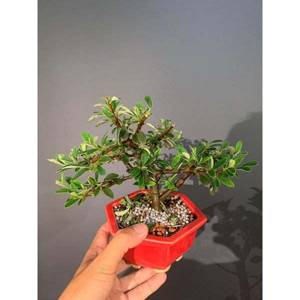 日本白紫檀自花結果開白花結紅果2500 蝦皮購物