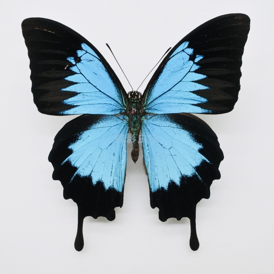 免運蝴蝶標本昆蟲標本標本天堂鳳蝶papilio Ulysses Autolycus亞種原蝶標本 蝦皮購物
