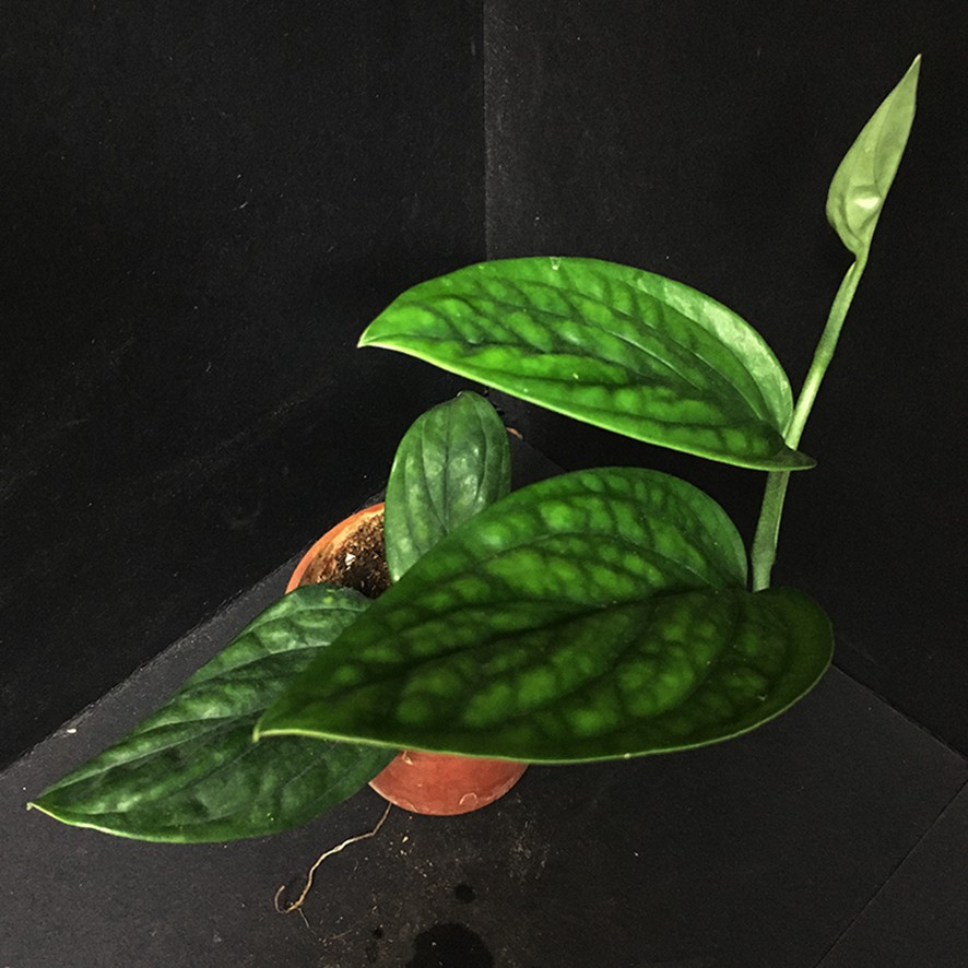 那間觀葉植物店 秘魯龜背芋 Monstera Karstenianum 蝦皮購物