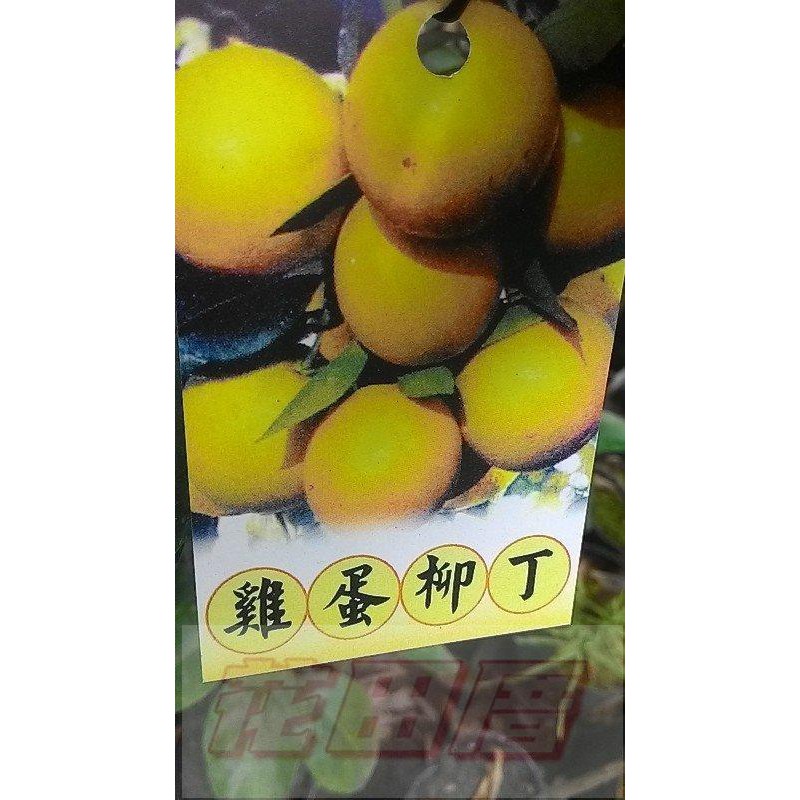 水果苗  雞蛋柳丁  4.5吋盆高60-90cm豐產多汁【花田厝】