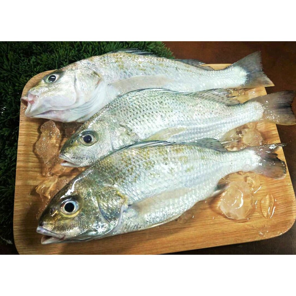 本海野生石鱸 蝦皮購物