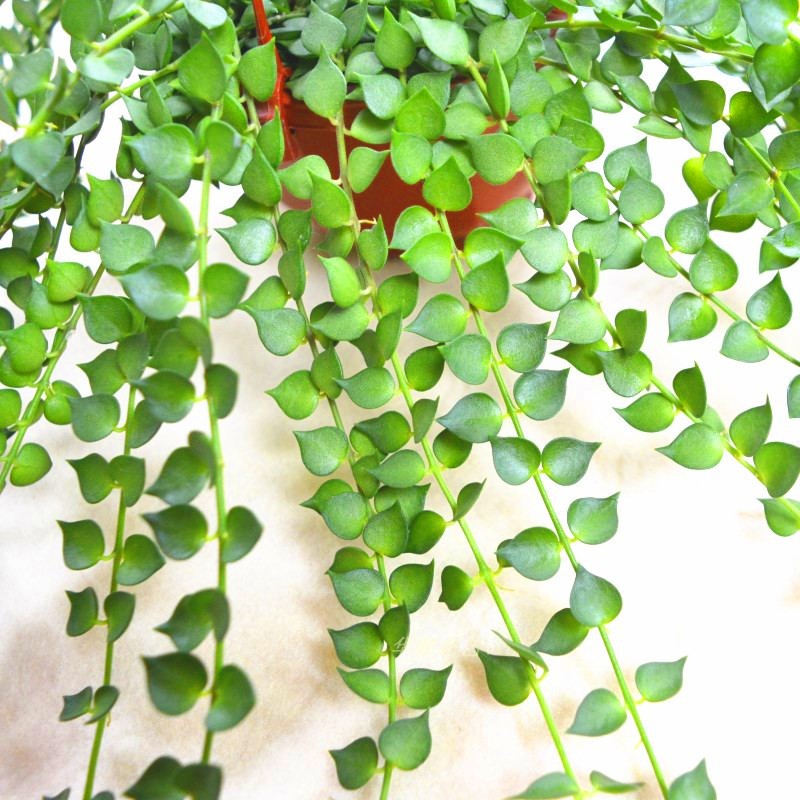 懶人必備無土栽培創意盆栽百萬心風不動情人淚吊蘭精品花卉垂吊觀葉植物易養綠植18新品 蝦皮購物