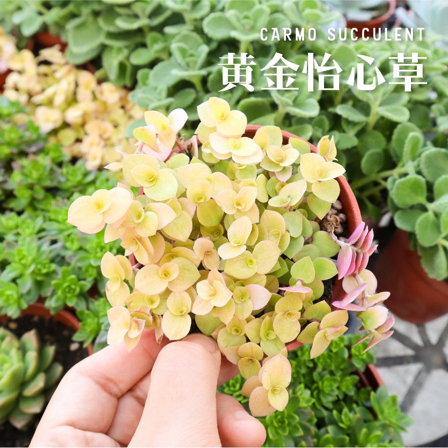 Carmo黃金怡心草爆盆多肉植物成株 3吋 Z0128 蝦皮購物