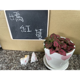 JW-3吋嫣紅/粉/白蔓/觀葉植物/室內植物/小盆栽