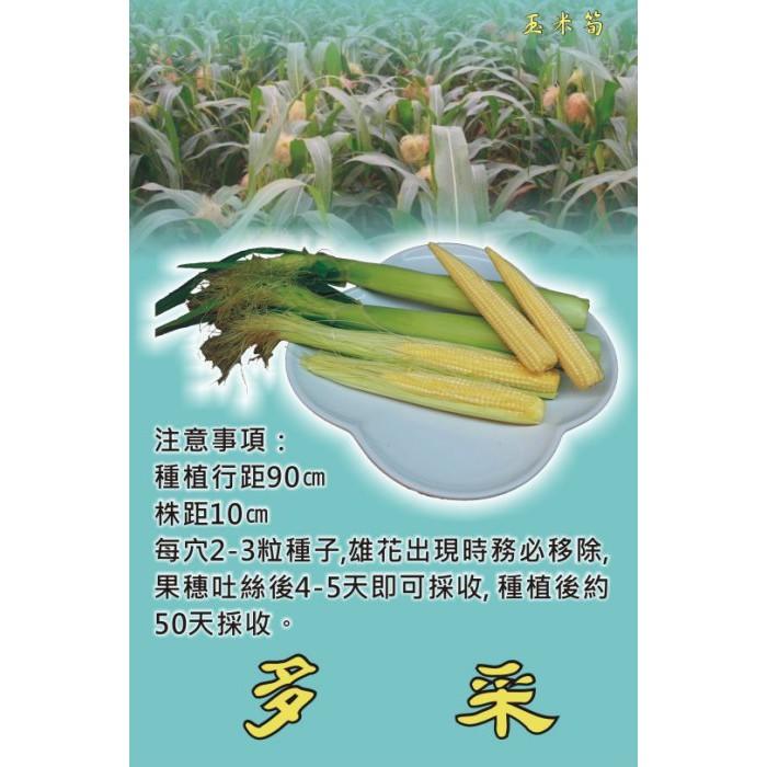 【蔬菜種子S163】多采玉米筍~口感香甜，適當栽培管理每株可收5穗。