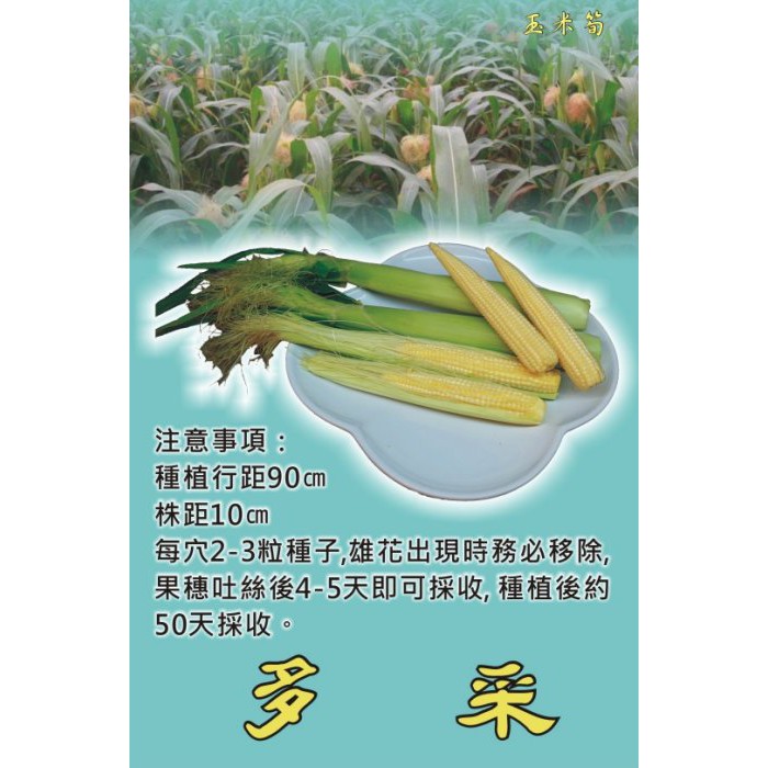 蔬菜種子s163 多采玉米筍 口感香甜 適當栽培管理每株可收5穗 蝦皮購物