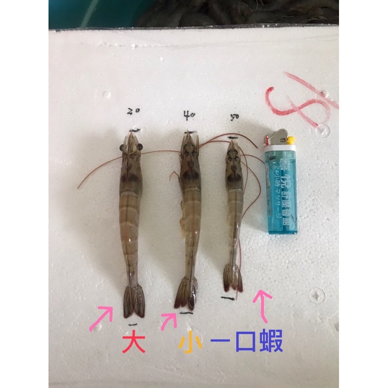 宜蘭無毒蝦 穎 蝦皮購物