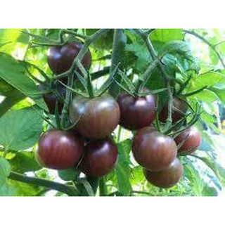 黑櫻桃番茄種子20粒40元