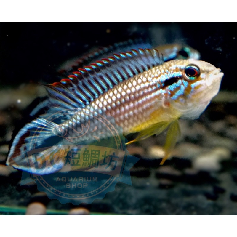 Dc短鯛坊 Wf1泰菲阿卡西短鯛 Dwarfcichlids 蝦皮購物