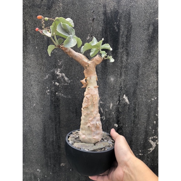 少見索馬利亞葡萄甕大葉塊根植物珍稀植物