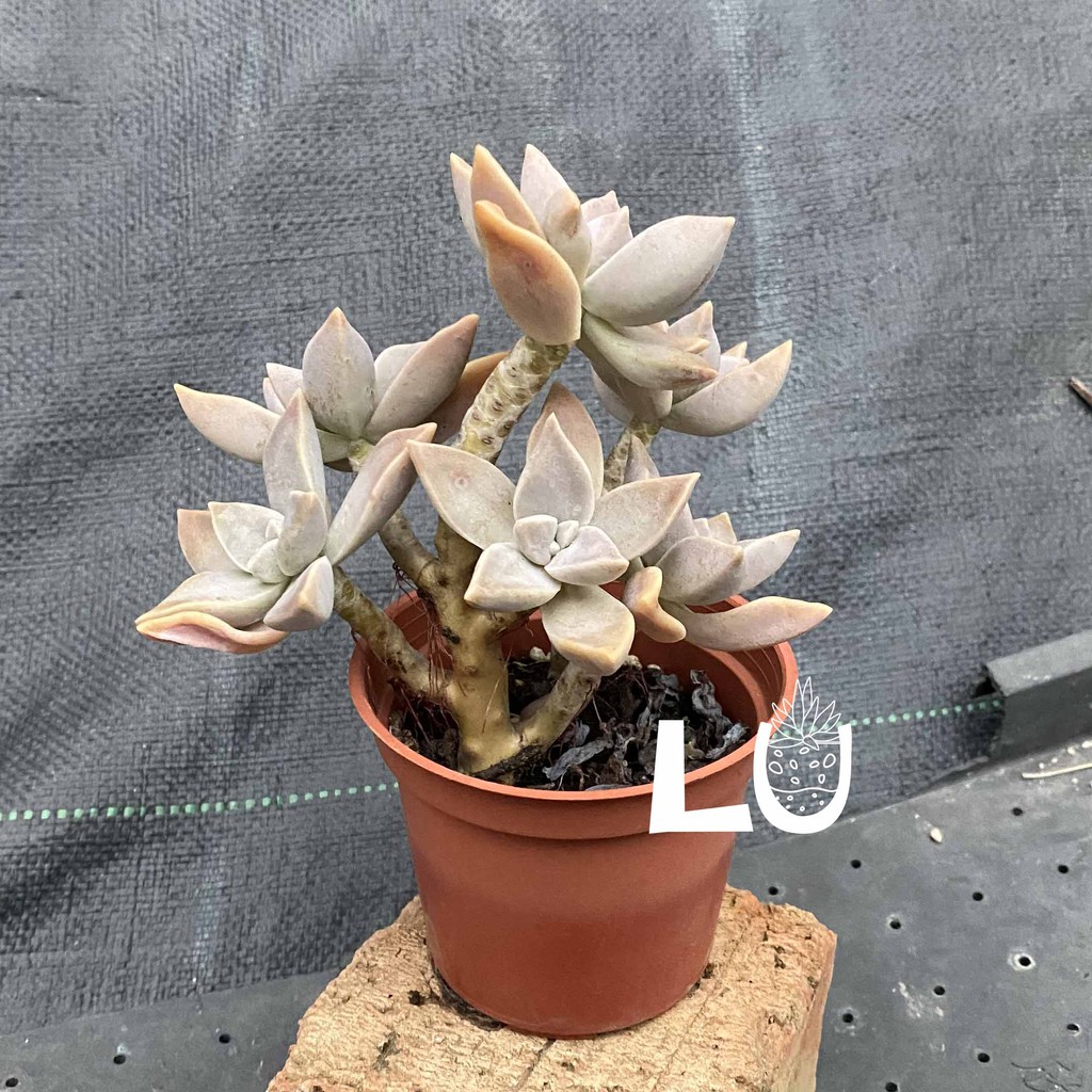 三吋多肉植物 造型 朧月 呂爸爸農家樂 蝦皮購物