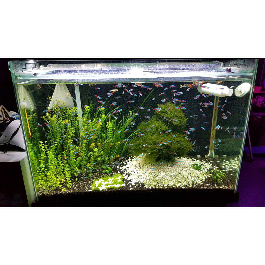 海水缸led燈 拍賣 評價與ptt熱推商品 21年6月 飛比價格