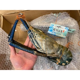 一井水產 斯里蘭卡野生爆膏泰國蝦公手臂蝦 蝦皮購物