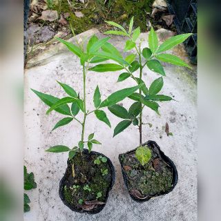 四季春園藝 花椒盆栽盆苗竹葉椒野花椒貝椒子山巴椒入地紫牛山椒山花椒青花椒秦椒竹葉花椒