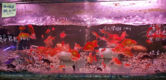 水中燈台灣惠弘4尺 5尺led 增艷紅魚增艷高級觀賞魚專用燈具增豔燈水中燈紅龍燈紅燈超紅水中 蝦皮購物
