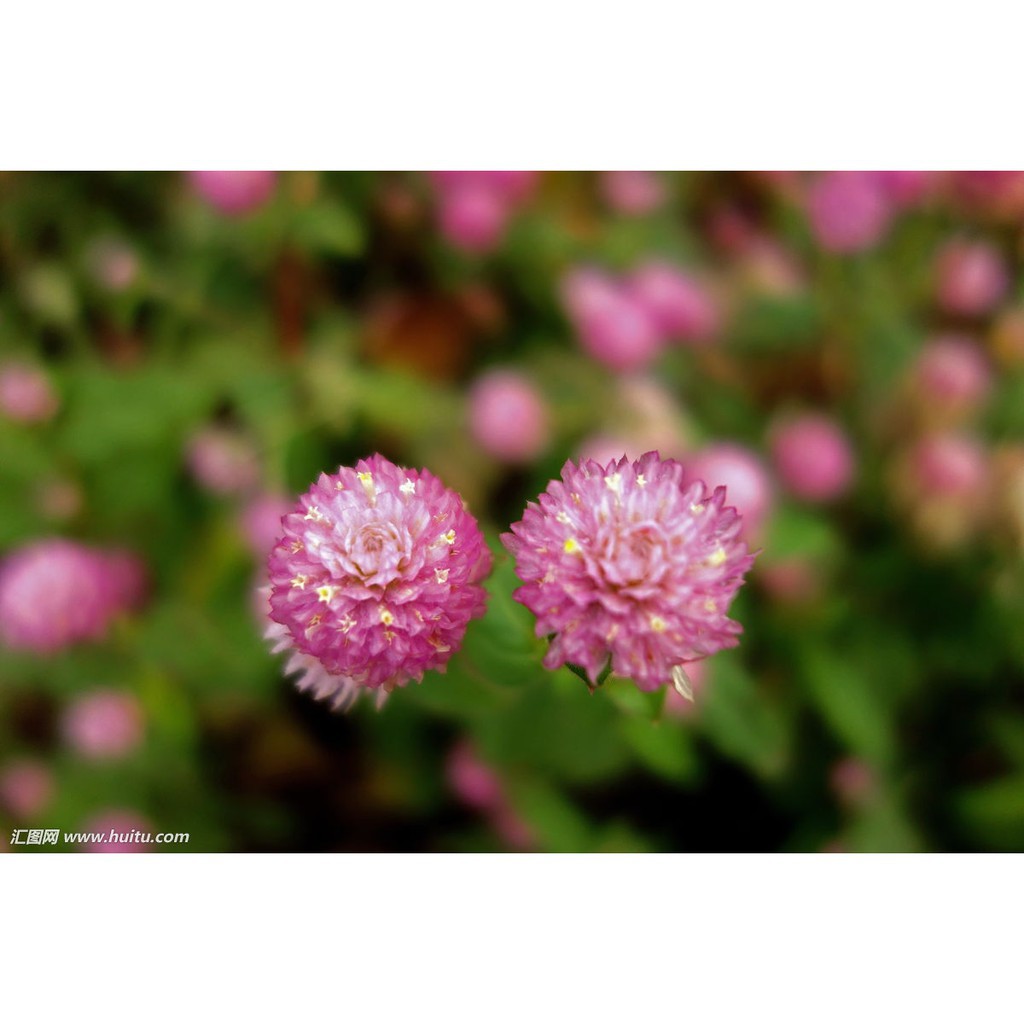 すべての花の画像 最高の百日紅種子