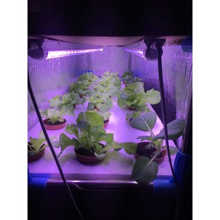 大功率LED全光譜植物燈（雙燈條），適用於蔬菜育苗花卉溫室及室內補光使用，功率加倍，目前有仿太陽光譜燈珠