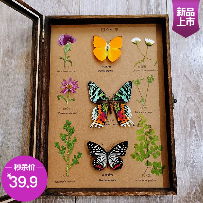 標本相框蝶语桐木立体画框北欧风真昆虫植物蝴蝶标本礼物礼品定制 蝦皮購物