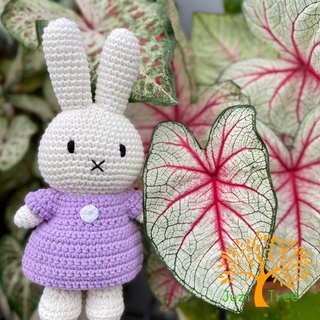 🌷橘荷屋🌷 現貨❤ 荷蘭 Just Dutch 手工編織娃娃 素色系列 米飛兔 米菲兔 miffy +紫羅蘭洋裝