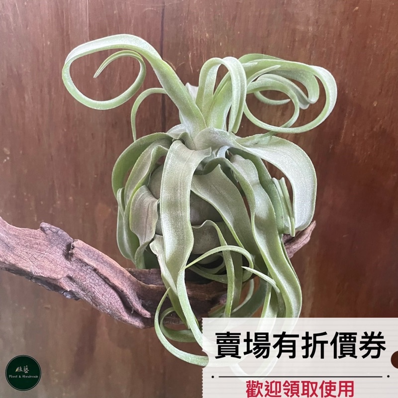 植藝-貝里斯電捲 ✧精品收藏✧ T. streptophylla Belize 空氣鳳梨 空鳳 鐵蘭花 空氣草