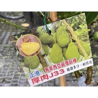 卉迎園藝 J33波羅蜜靠接苗高度60公分/水果樹苗/新興果樹