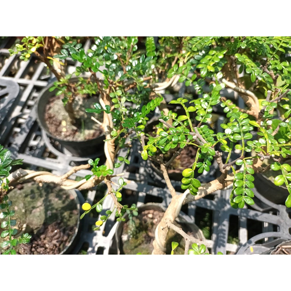 ☈綠玫☈喬木植物☈造型胡椒樹☈4吋黑軟盆☈