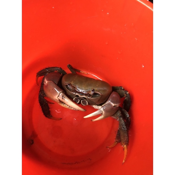 霸氣兇狠圓軸蟹 可動公仔 蝦皮購物