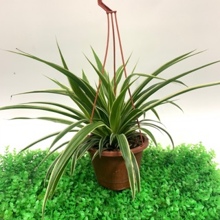 ｛英宏｝室內植物 淨化空氣 吊蘭6寸吊盆
